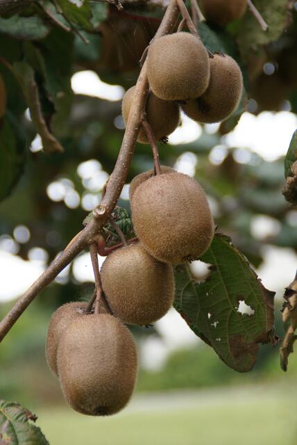 Kiwis gedeihen mehr und mehr auch bei uns
