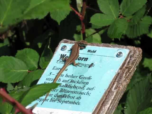 Neugieriges Eidechsle nutzt die Wärme auf dem Schild.