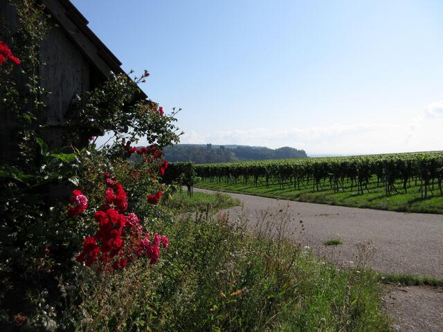 Nochmal die Burg Neipperg