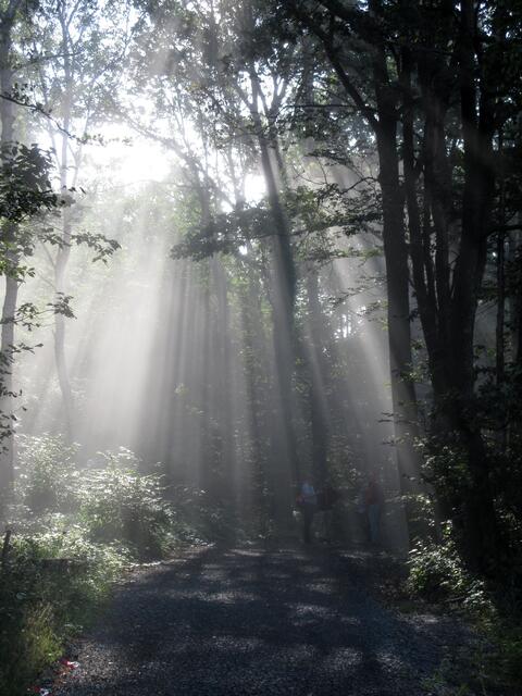 Wie ein Wasserfall flossen die Sonnenstrahlen durch den Nebel in den Wald