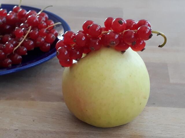 heute: kleiner Nachtisch mit heurigem Apfel und Johannisbeeren