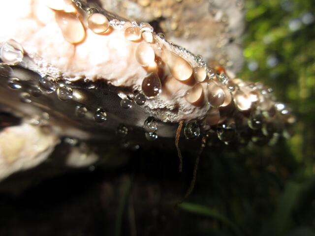 Guttationstropfen beim Rotrandigen Baumschwamm. Der Pilz wird so überschüssiges Wasser los. Das heißt, die Flüssigkeit kommt von innen, hat nichts mit Tau oder Regen zu tun.