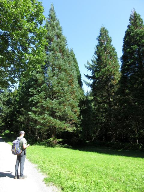 Zu diesem Bäumen haben wir nichts gefunden, sie sind auffällig in einer Reihe gepflanzt, gleich im Anschluss an die Hoblersberghütte