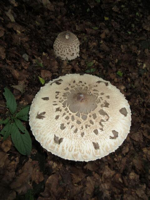 Parasol oder Riesenschirmling. Da der bei der Naturfreundegruppe sehr beliebt ist und angeblich wie ein Schnitzel zubereitet werden kann, war er auch uns bekannt. Probiert haben wir nicht.