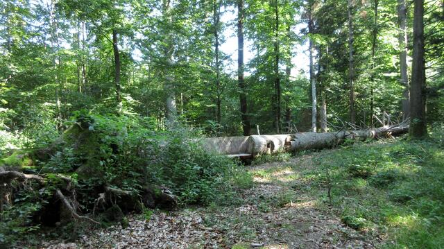 Und wieder ein Baum, der im Wald bleiben durfte und nun als Rastplatz dient.