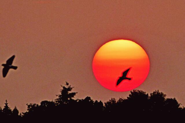 Sonnenaufgang in Massenbachhausen Falte in der Sonne der eine Taube verfolgt