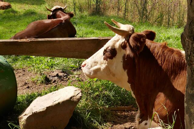 Gechillte Schwarzwaldkühe