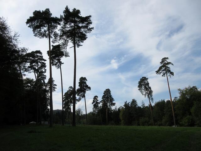 Ein Kraftplatz mit Bergkiefern.
