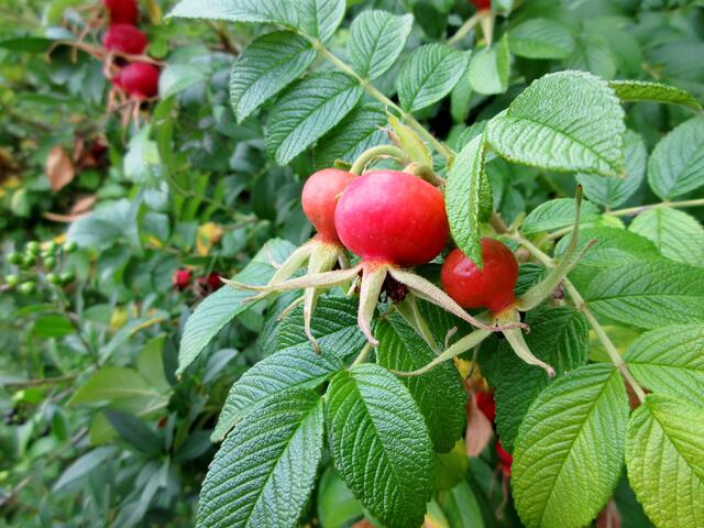 Reife Früchte auch bei den Hunds- und Heckenrosen