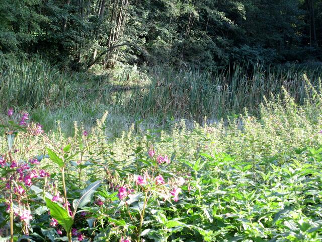 Unterwegs konnte die irrige Annahme aufgeklärt werden, es handle sich bei diesem Gewächs um eine Orchideen. Der Grund warum das Drüsige Springkraut ehemals in den Gärten angepflanzt wurde, war eben dies e schöne Blüte, die unbestritten auch die Bienen und Insekten in dieser Jahreszeit noch versorgt. Doch unter dem dicht belaubten Gestrüpp kommt halt kein kleiner Baum mehr hoch.