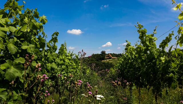 Burg Neipperg umrahmt von Weinbergen