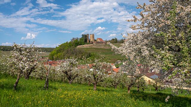 Burg Neipperg im Frühling