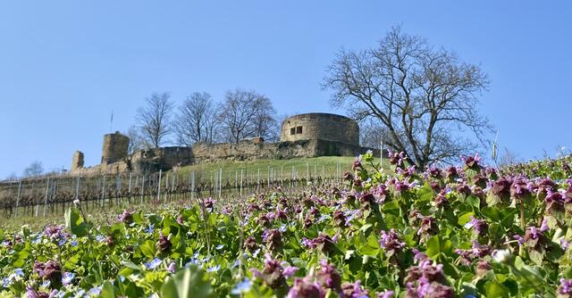 Meine Hausburg: Burgruine Weinsberg