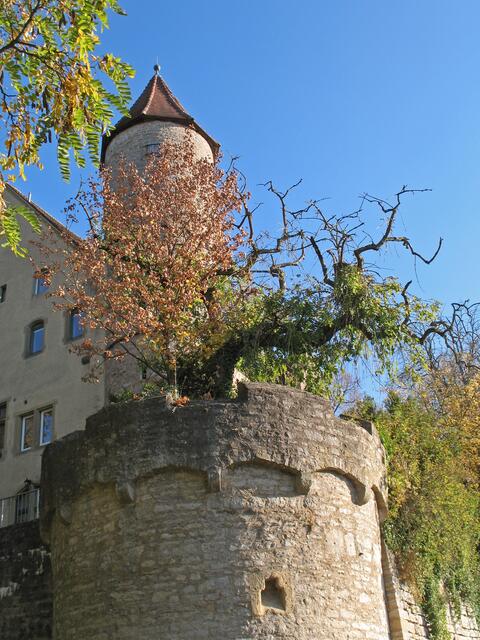 Burg Möckmühl