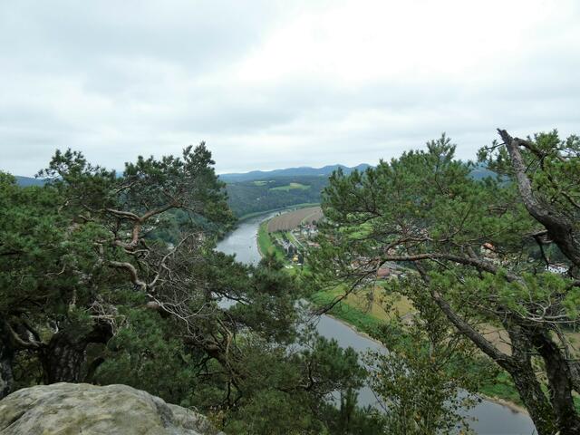 Krüppelkiefern rahmen den Blick auf die Elbe, das Tal und in die Ferne.