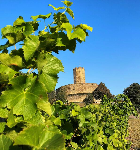 Burg Steinsberg umrankt von Weinreben