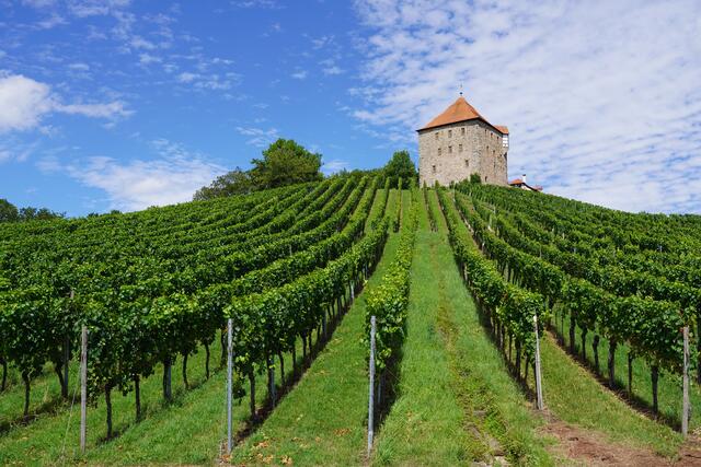 Mitten in den Weinbergen die Burg Wildeck