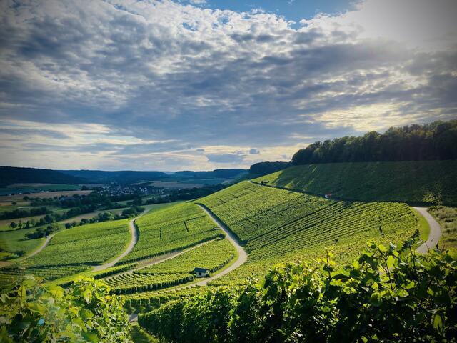 Viele verschiedene Wege, die sich durch die Weinberge schlängeln. Ein wunderschönes Foto von Heimatreporterin Corina Deininiger. | Foto: Corina Deininiger