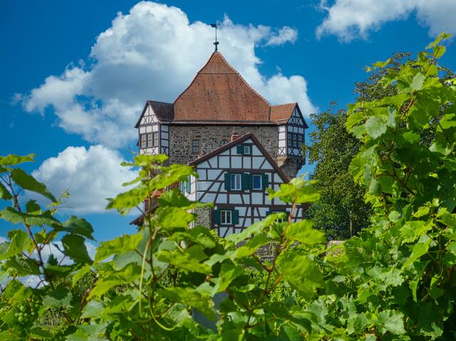 Blick durch Rebenblätter auf Burg Wildeck