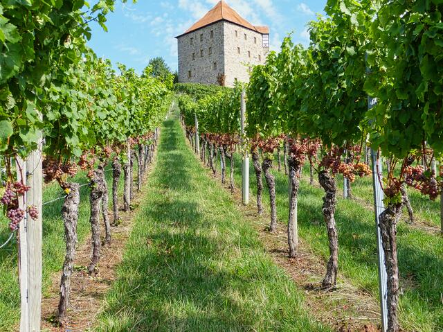 Burg Wildeck, wird bestimmt ein guter Wein