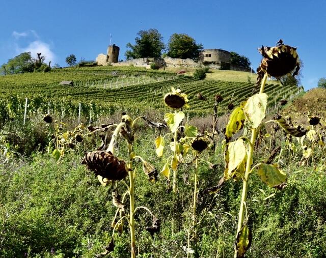 Burgruine Weibertreu