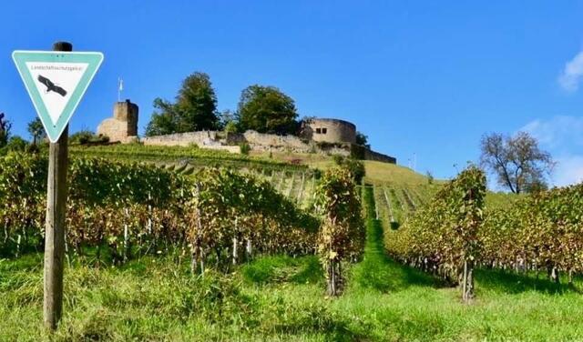Burgruine Weibertreu