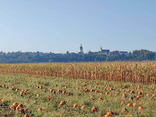 Kaiserpfalz Bad Wimpfen