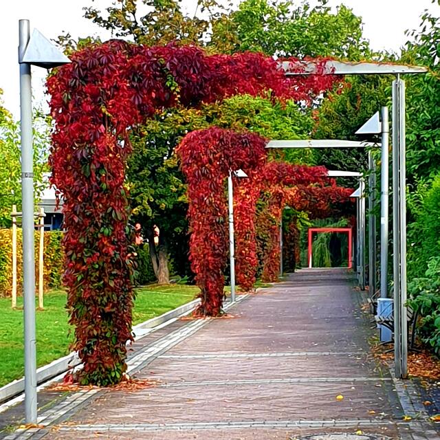 Der Weg zum Kurpark.