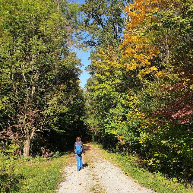 Der Weg in den Wald.