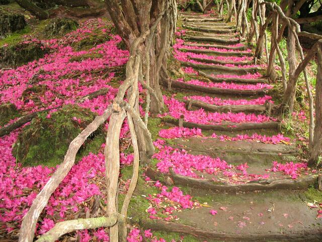 außer Konkurrenz (Madeira): es hat Blüten geregnet ....