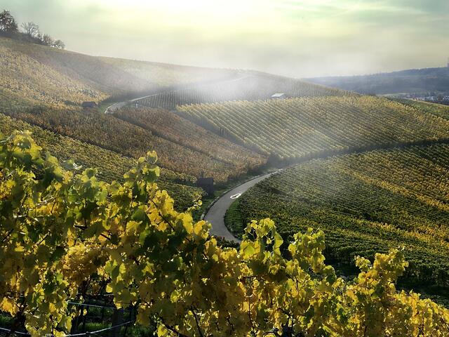 Wege im Nebel (Wartberg Heilbronn)