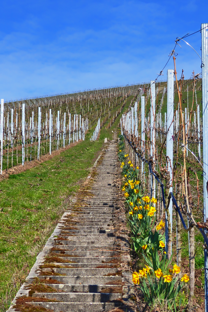 Weinbergstäffele im Frühling