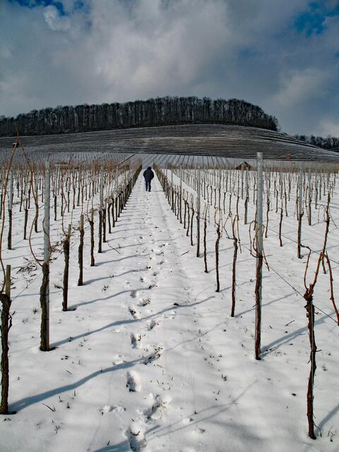 einsamer Wanderer durch die Wengertzeile