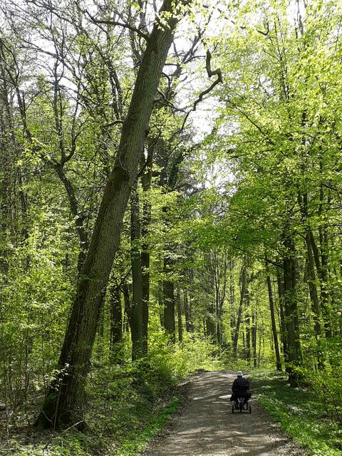 erstes Grün im Schwaigerner Wald
