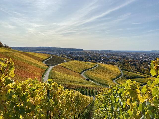 Wengertpfade am Wartberg