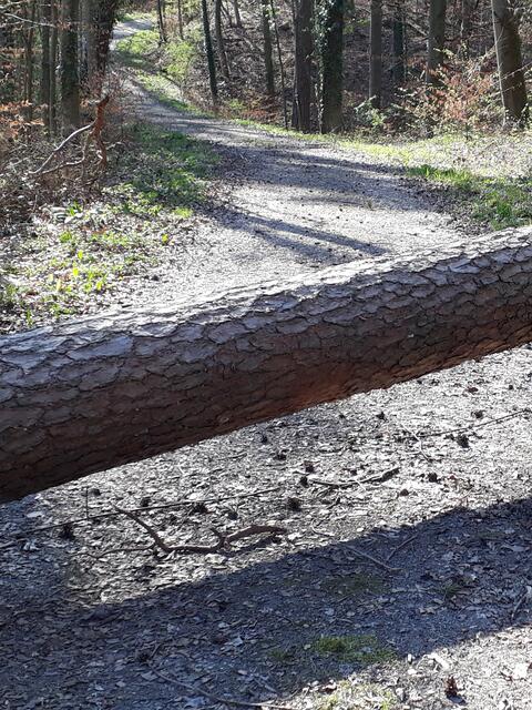 Hindernis fürs E-Scooterchen (zusammengeklappt passt es unterm Baum durch) bei Stockheim