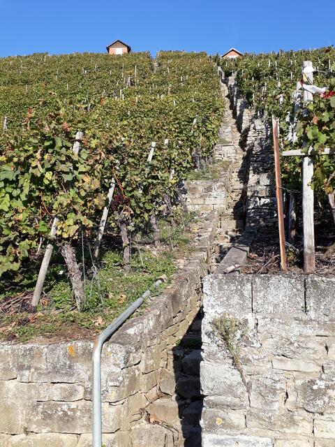 steiles Wengertstäffele in Gemmrigheim