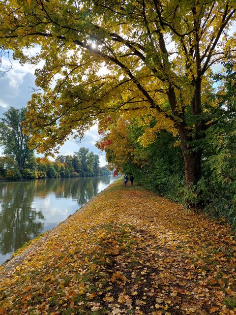 Buntes Herbstlaub am Neckarkanal