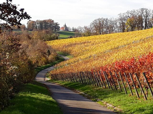 in den Weinbergen oberhalb von Gundelsheim ist es schön zum Wandern