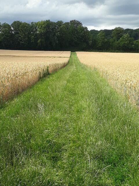 grasiger Weg zwischen Schwaigern und Stetten