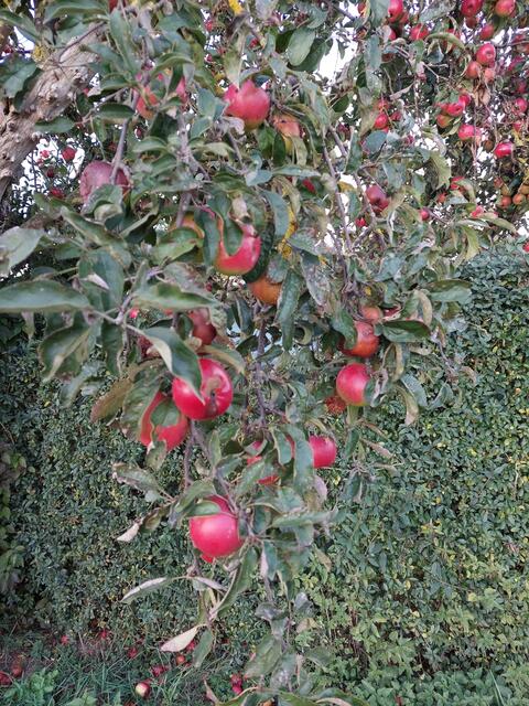 Der Baum trägt schwer an den leckeren tiefroten Äpfeln.