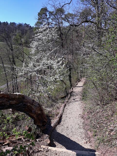 Waldpfad westnordwest von Neipperg