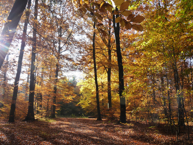 durch den bunten Wald