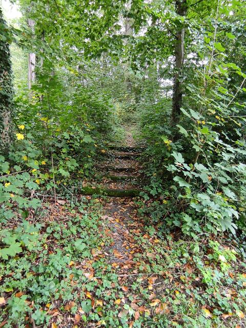 Treppe im Wald