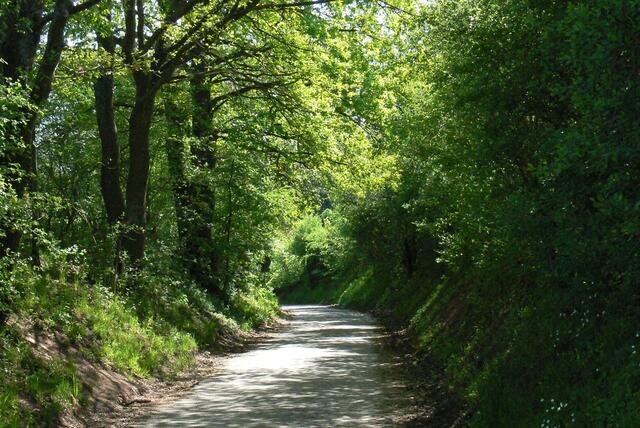 Kraichgauer Hohlweg 1