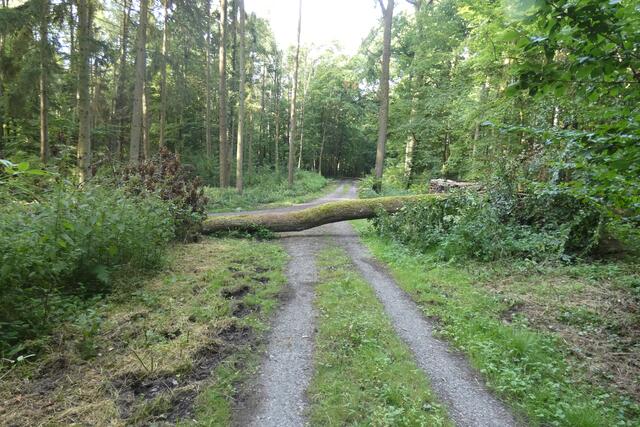 Waldweg nach dem Sturm
