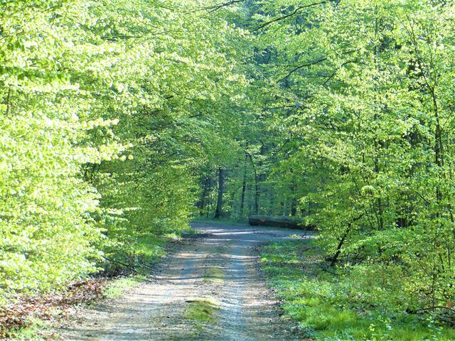 Weg durch den Frühlingswald