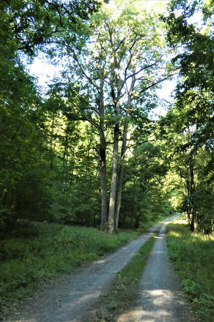Waldweg
