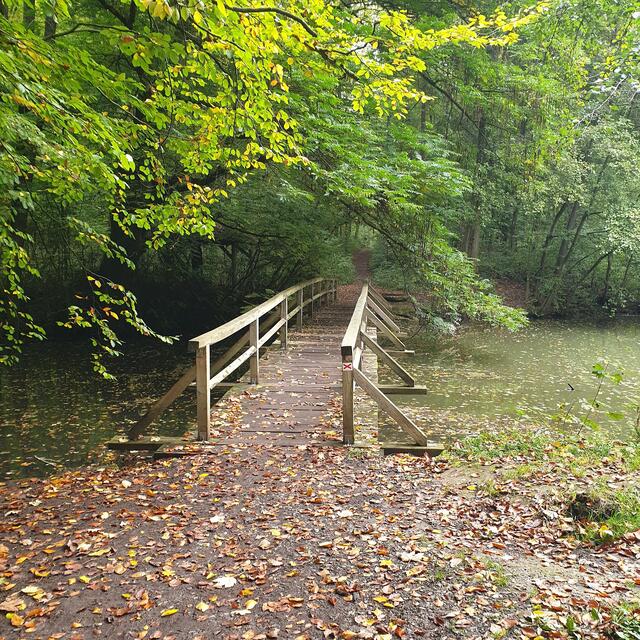 Der Weg, über den Steg in den Wald.