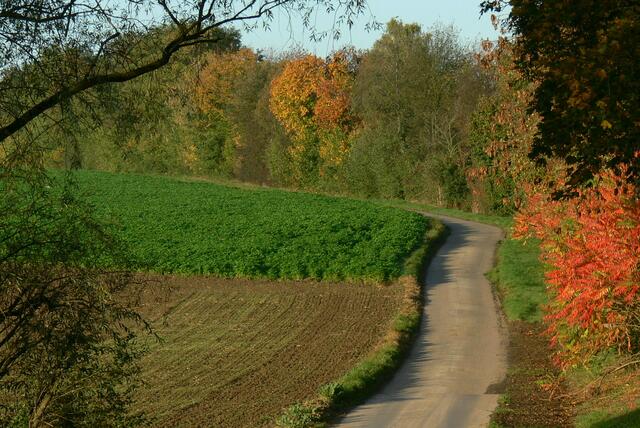 Herbstlicher Feldweg